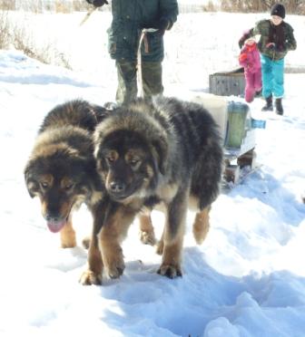 бурят-монгольские собаки